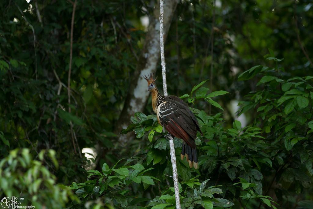 Jamu Lodge Puerto Montufar Eksteriør bilde
