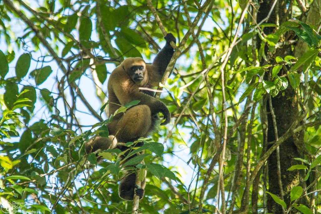 Jamu Lodge Puerto Montufar Eksteriør bilde