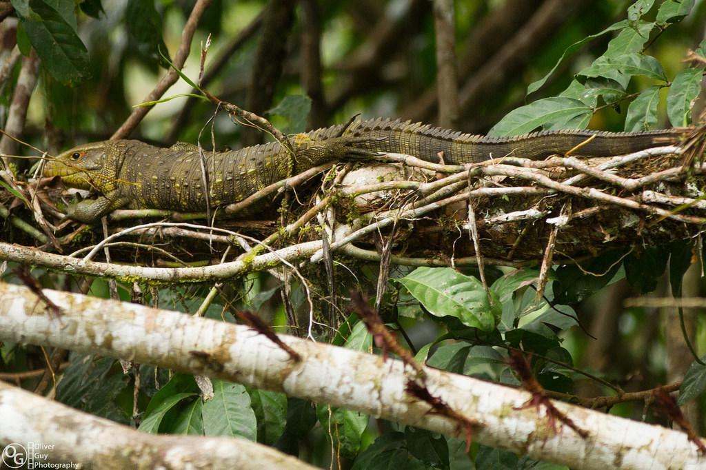 Jamu Lodge Puerto Montufar Eksteriør bilde