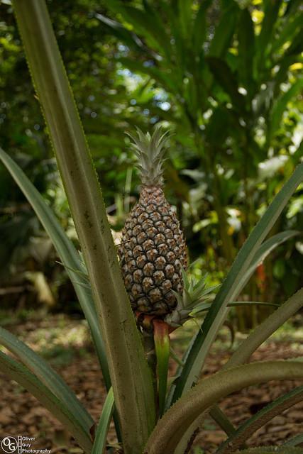 Jamu Lodge Puerto Montufar Eksteriør bilde